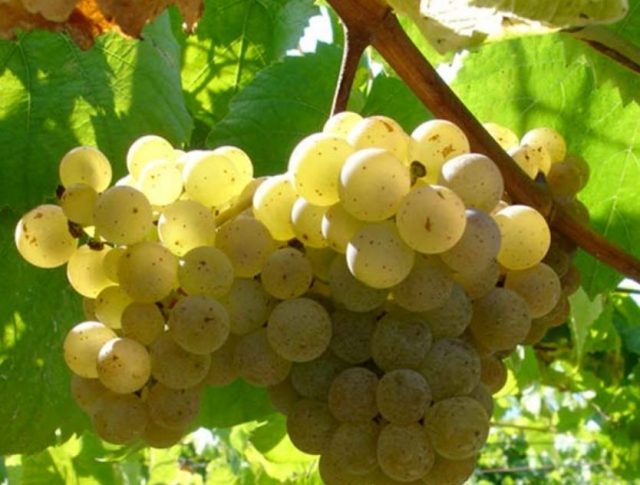 racimo de uva blanca